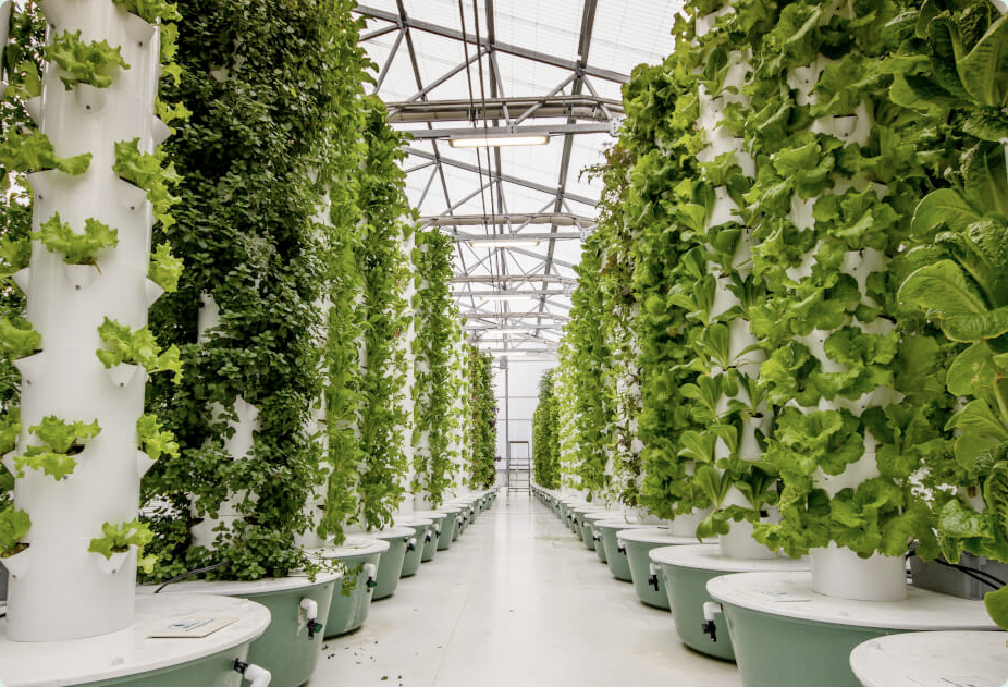 Photo of the EcoRoots aeroponic farm interior with plants and solar panels